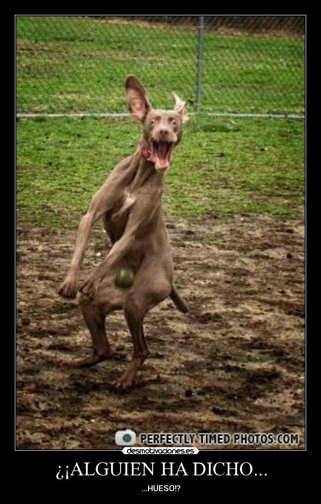 ¿¡ALGUIEN HA DICHO... - ...HUESO!?