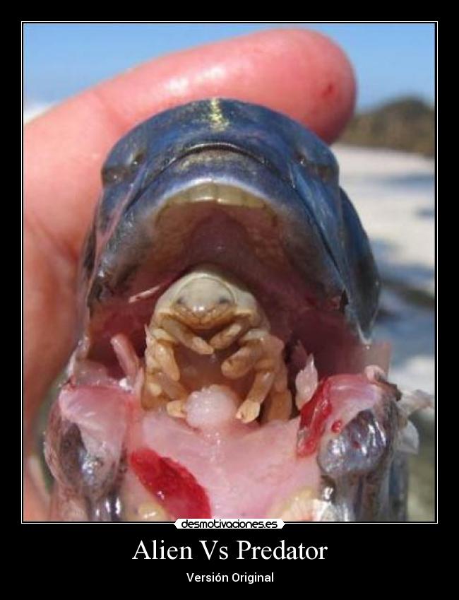 Alien Vs Predator -