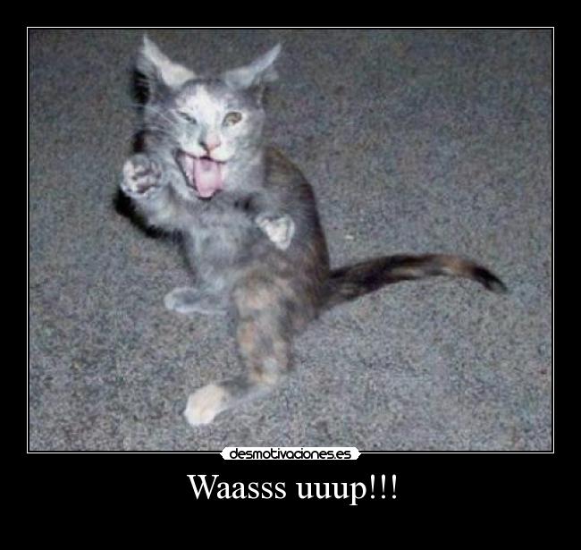 Waasss uuup!!! carteles whats up gato desmotivaciones