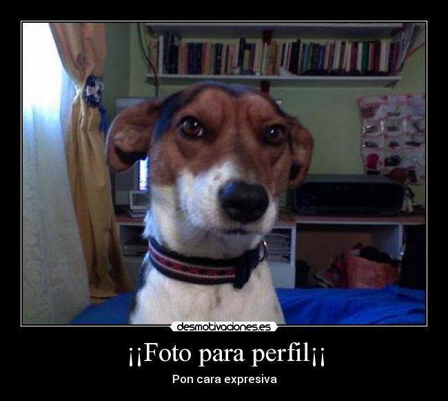 carteles perro feo perfil foto desmotivaciones