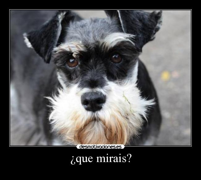 ¿que mirais? - 