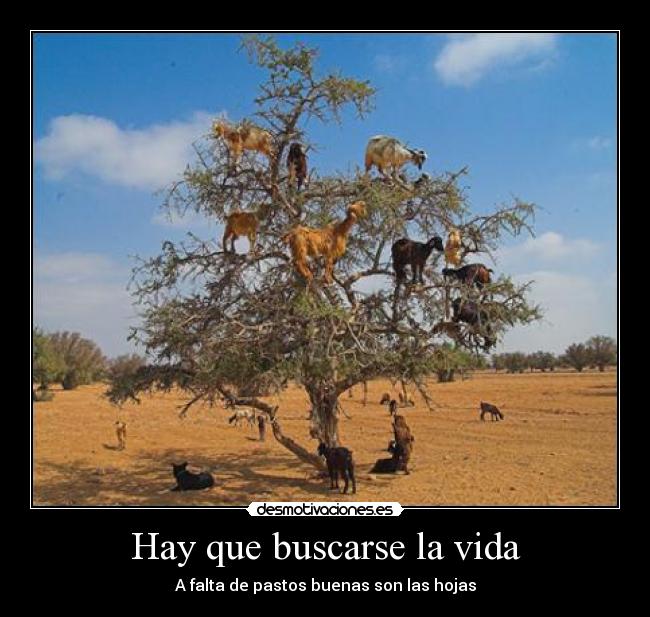 Hay que buscarse la vida - A falta de pastos buenas son las hojas