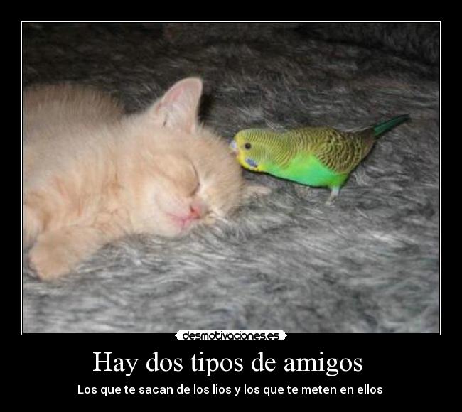 Hay dos tipos de amigos -
