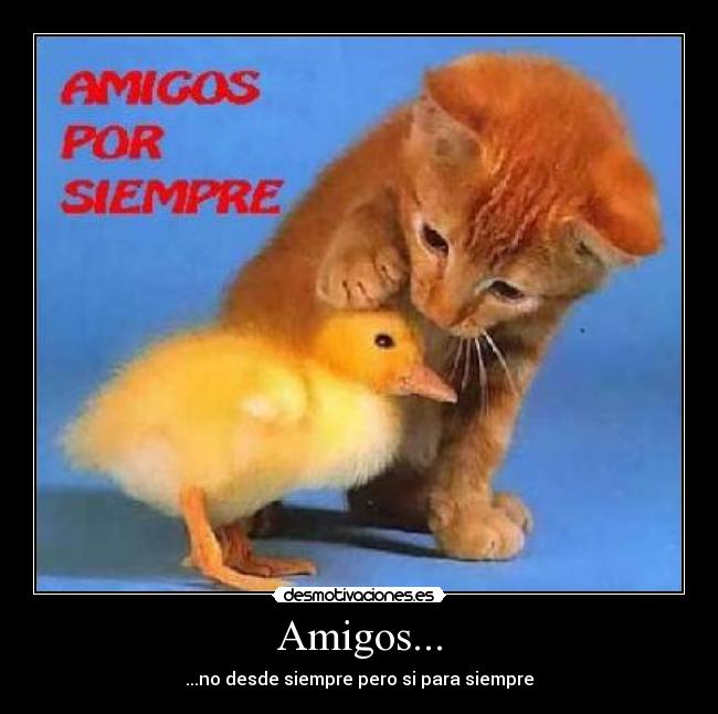Amigos... - 
