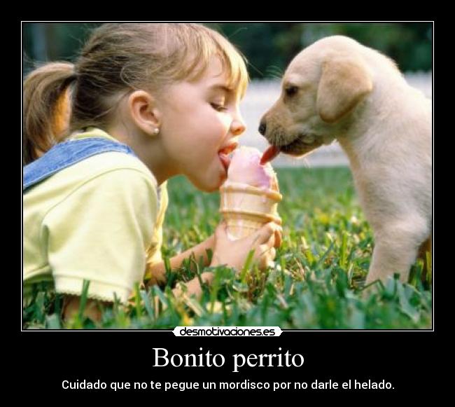 carteles bonito perrito desmotivaciones