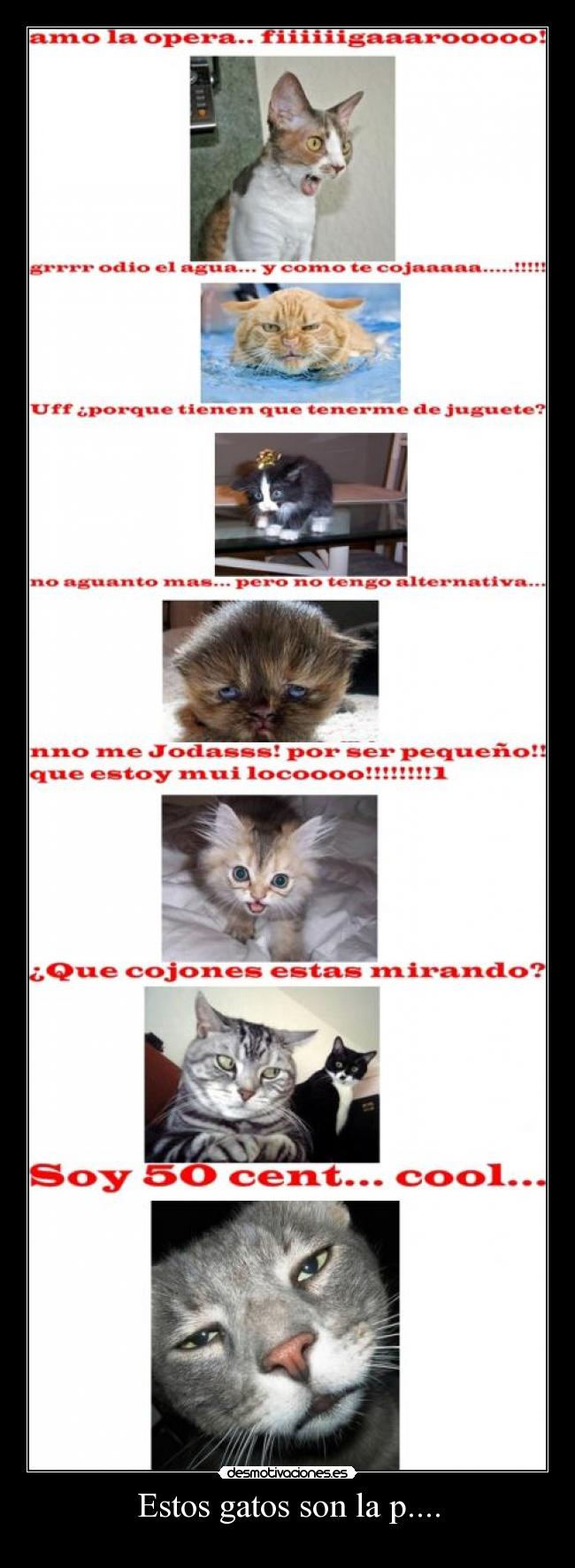 Estos gatos son la p.... - 