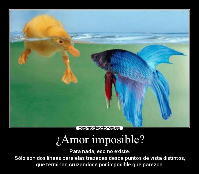 carteles amor imposible amor imposible lineas paralelas desmotivaciones