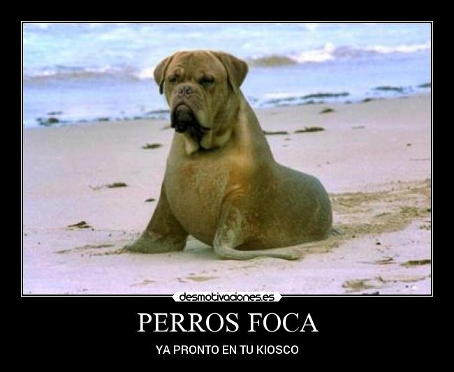 PERROS FOCA - YA PRONTO EN TU KIOSCO