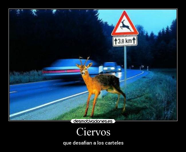 Ciervos - 