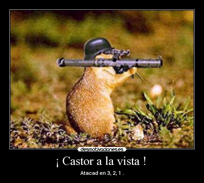 ¡ Castor a la vista ! -