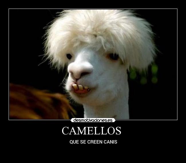 CAMELLOS  - QUE SE CREEN CANIS

