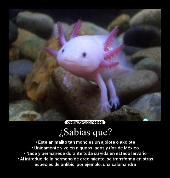 ¿Sabías que? - •	Este animalito tan mono es un ajolote o axolote
•	Únicamente vive en algunos lagos y ríos de México
•	Nace y permanece durante toda su vida en estado larvario
•	Al introducirle la hormona de crecimiento, se transforma en otras
especies de anfibio, por ejemplo, una salamandra
