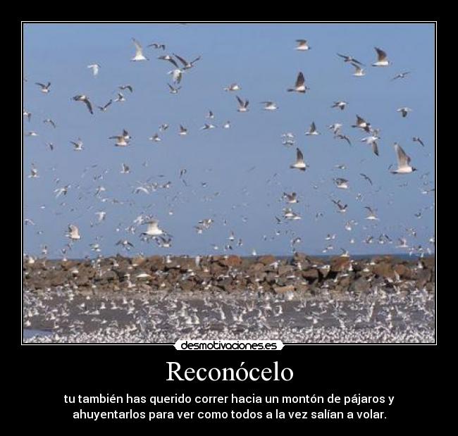 Reconócelo - tu también has querido correr hacia un montón de pájaros y
ahuyentarlos para ver como todos a la vez salían a volar.