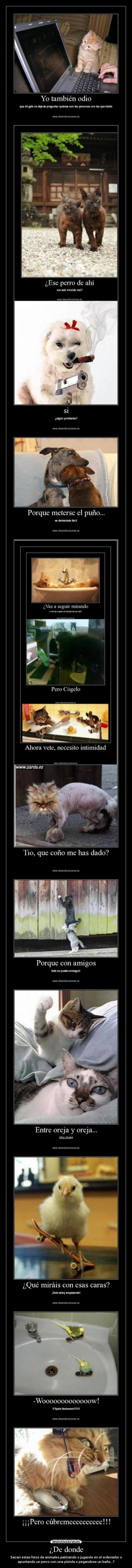 ¿De donde - Sacan estas fotos de animales patinando o jugando en el ordenador o
apuntando un perro con una pistola o pegandose un baño...?