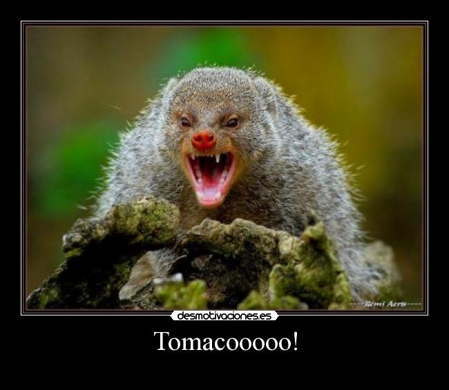 Tomacooooo! -