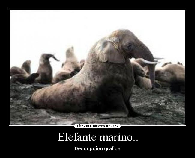 Elefante marino.. - Descripción gráfica