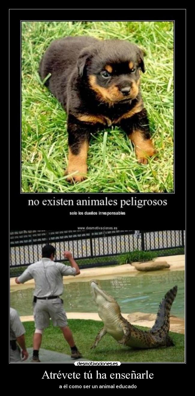 carteles animales desmotivaciones