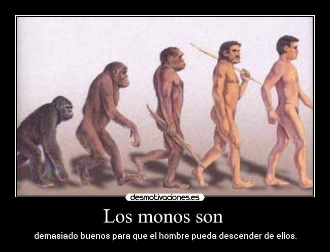 Los monos son -