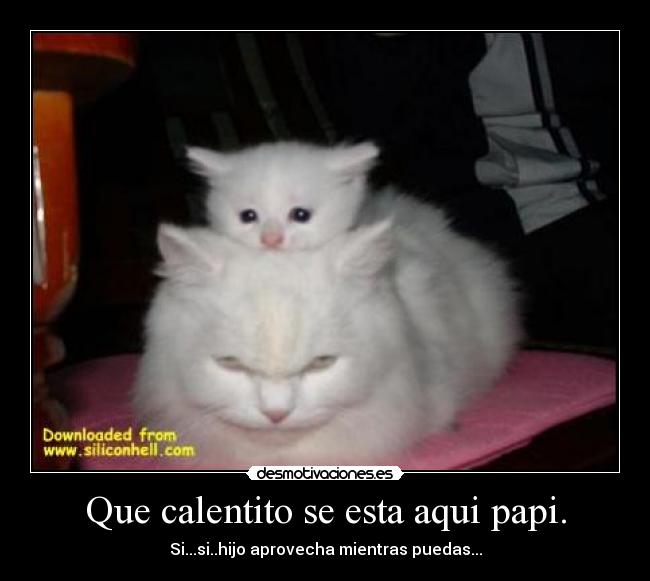 carteles gato venganza mono tierno principal lol caliente ultima foto desmotivaciones