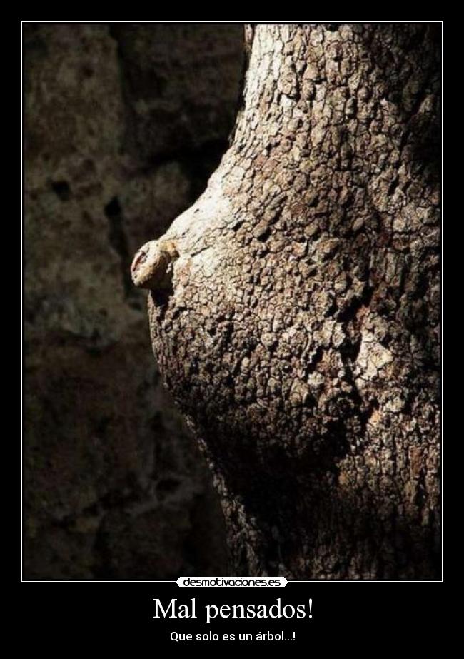Mal pensados! - Que solo es un árbol...!