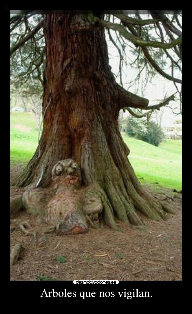 Arboles que nos vigilan. -