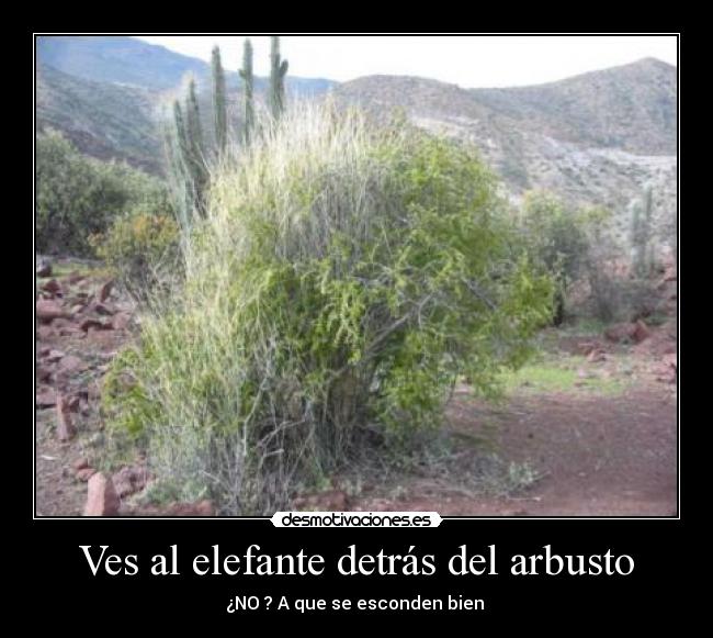 Ves al elefante detrás del arbusto - ¿NO ? A que se esconden bien