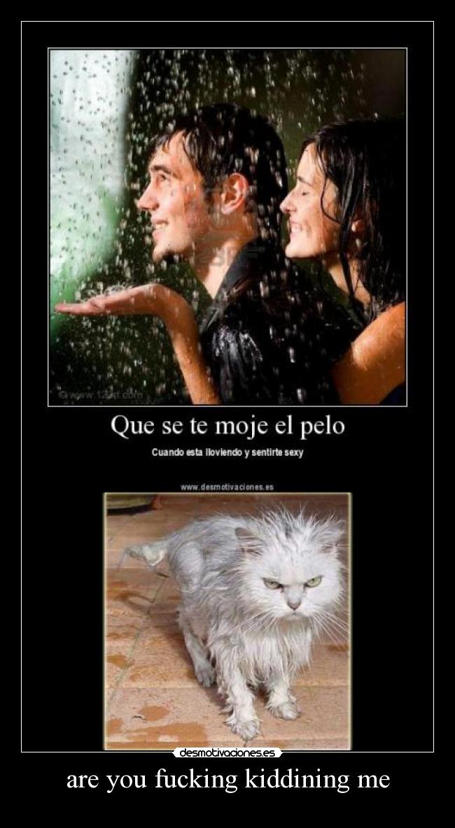 carteles gatosmojado areyoufuckingkiddiningme desmotivaciones