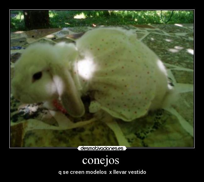 conejos - q se creen modelos x llevar vestido