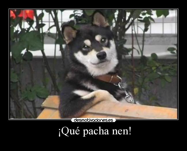 ¡Qué pacha nen! -