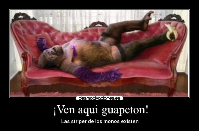 ¡Ven aqui guapeton! - Las striper de los monos existen