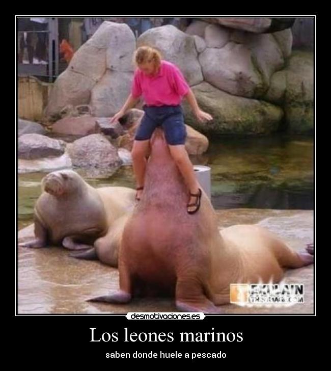 Los leones marinos -