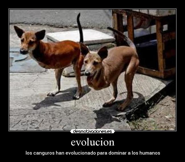 evolucion - 