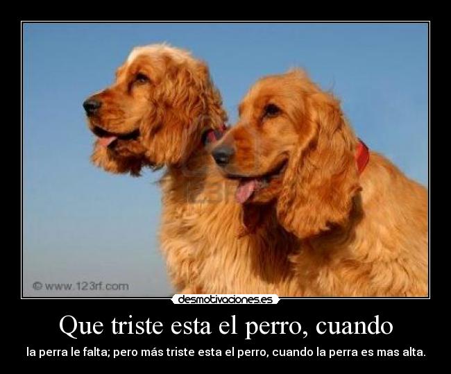 Que triste esta el perro, cuando - la perra le falta; pero más triste esta el perro, cuando la perra es mas alta.