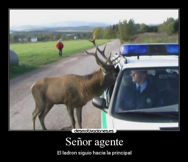 Señor agente - El ladron siguio hacia la principal