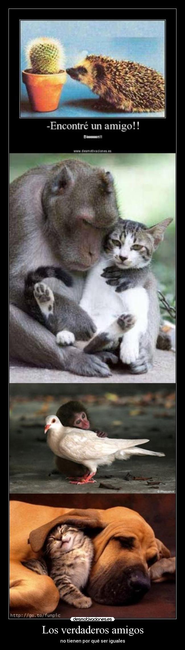 Los verdaderos amigos -