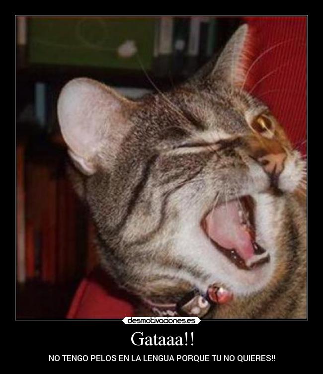 Gataaa!! - 