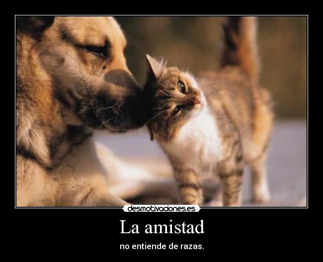 La amistad - no entiende de razas.