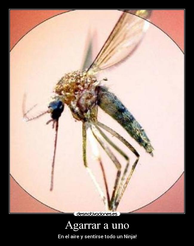 Agarrar a uno - 
