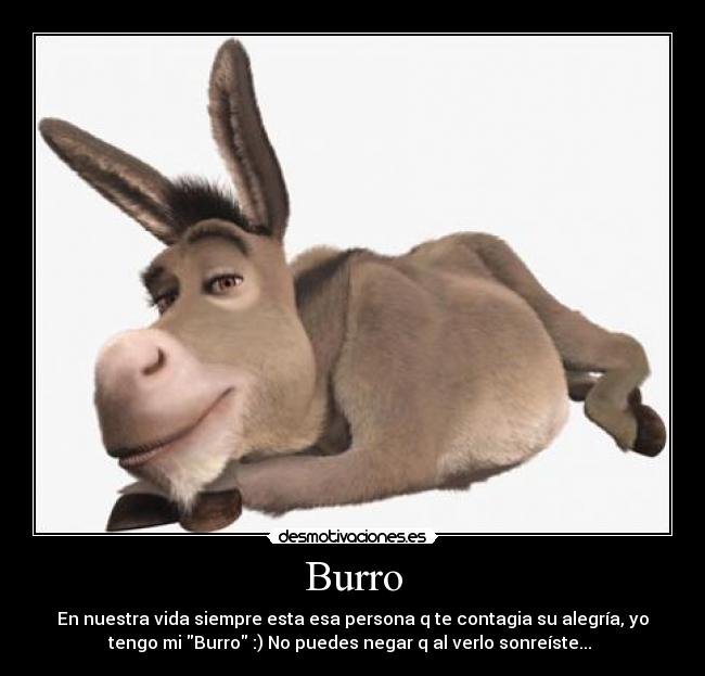 Burro - 