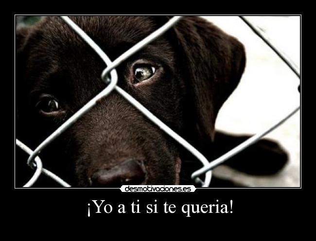 ¡Yo a ti si te queria! - 