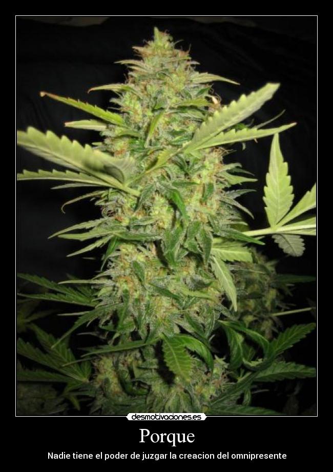 Porque - Nadie tiene el poder de juzgar la creacion del omnipresente