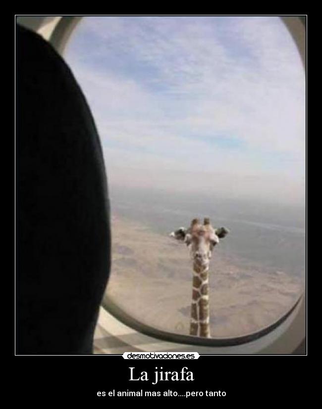 La jirafa -