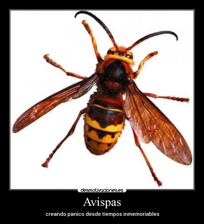 Avispas - 