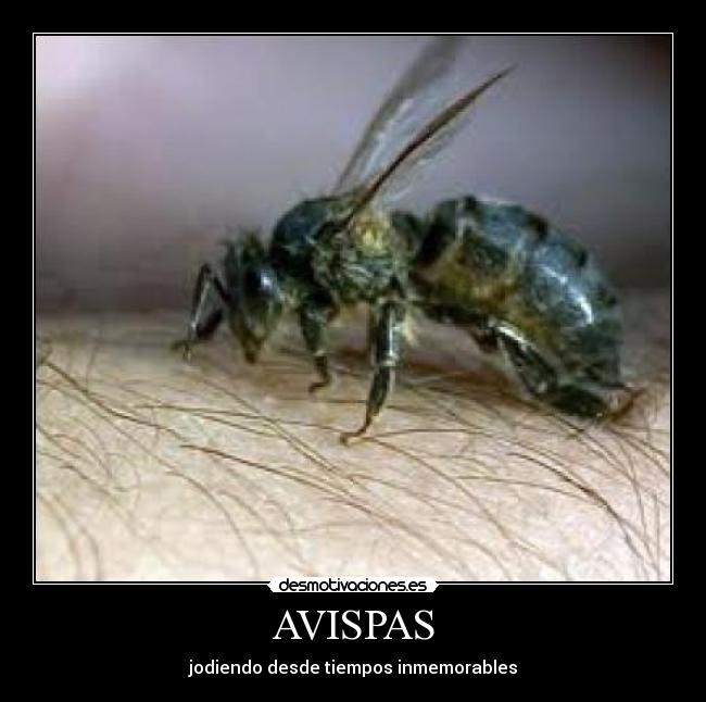 AVISPAS -