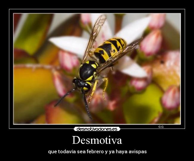 Desmotiva - que todavía sea febrero y ya haya avispas