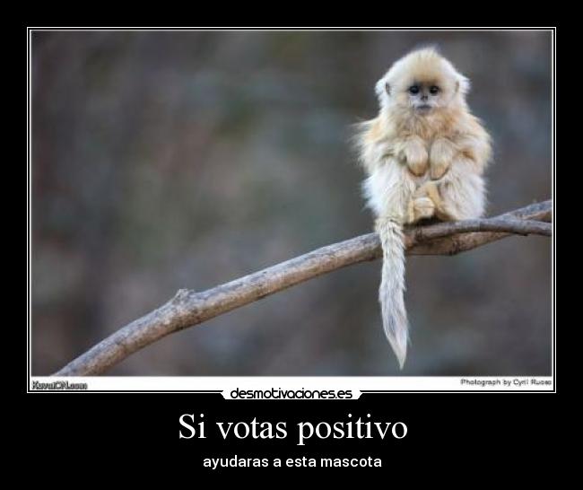 Si votas positivo - 