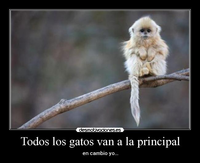 Todos los gatos van a la principal - en cambio yo...