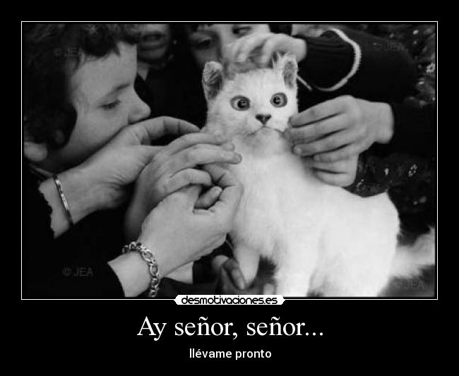 carteles senor llevame pronto gatoslol desmotivaciones