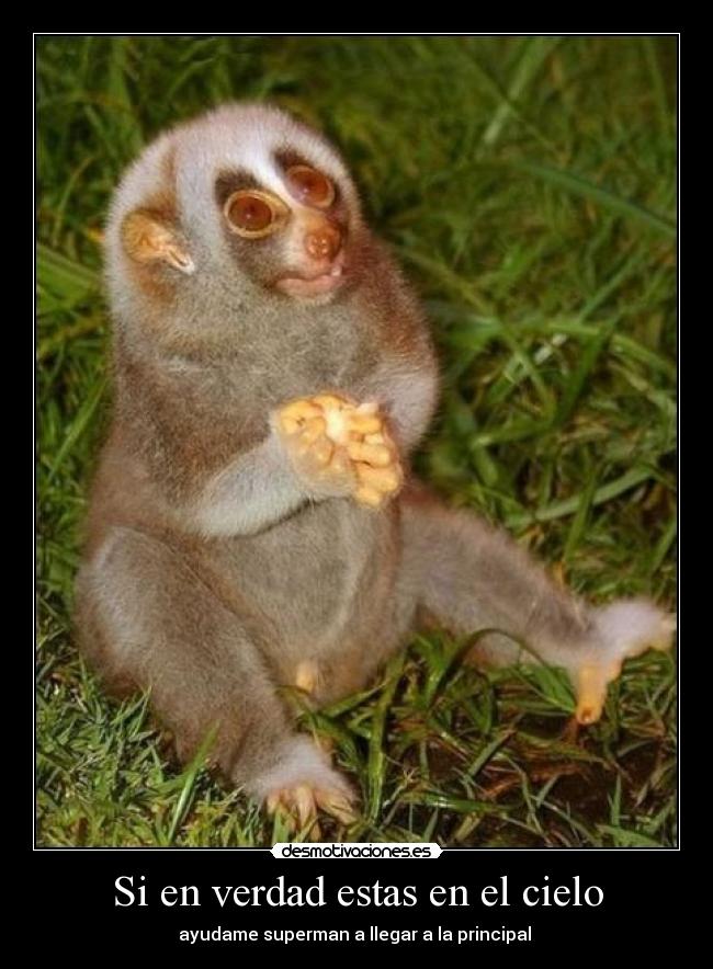 Si en verdad estas en el cielo - 
