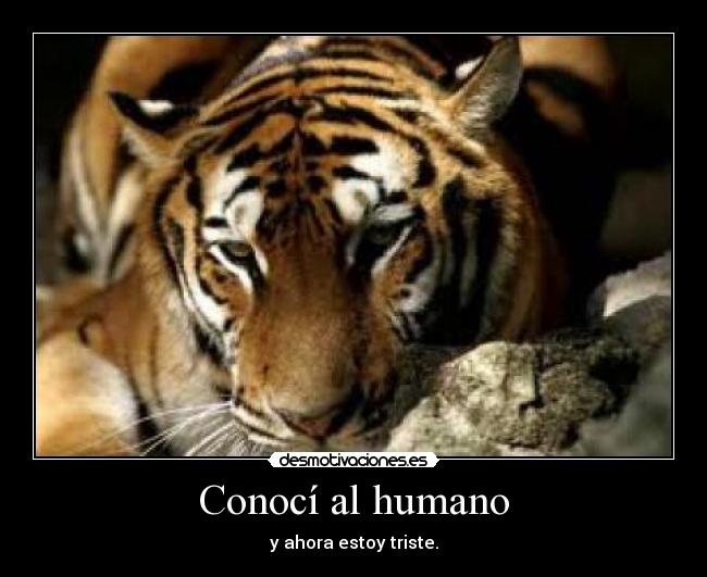 Conocí al humano - y ahora estoy triste.